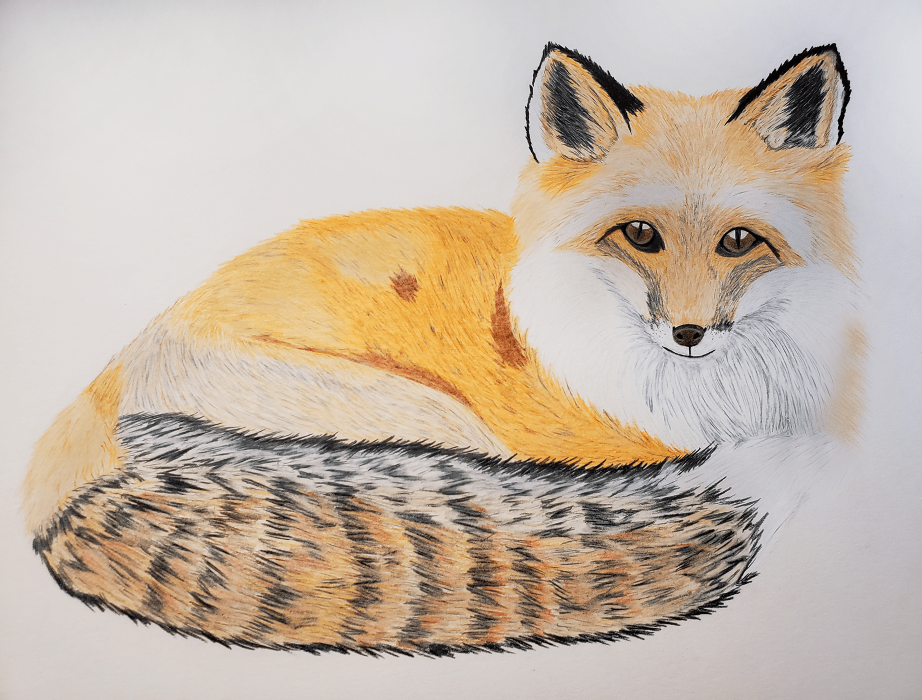 Fox Illustration E